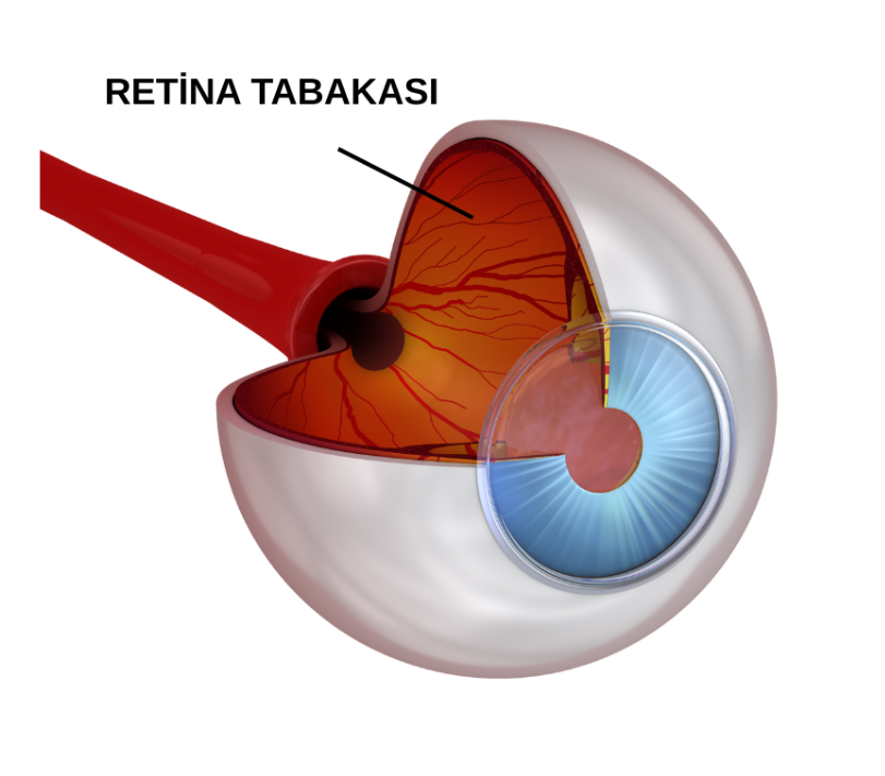 Retina Yapisi
